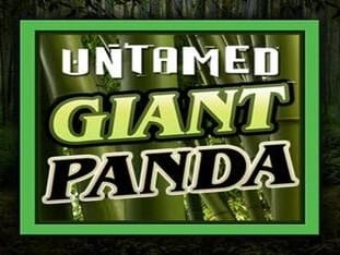 Untamed - Giant Panda icon